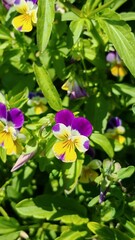 purple and yellow flowers