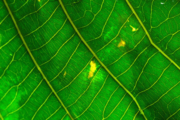 Macro shot of infected green foliage