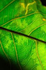 Close up texture of infected green foliage