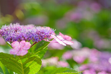 鬱陶しい梅雨の時期に楽しめる紫陽花の花