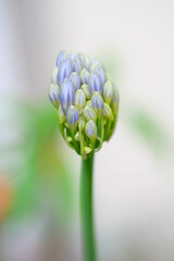 梅雨の時期に涼しそうな色合いで楽しませてくれるアガバンサス。西洋では「愛の花」とされ、花言葉は「恋の訪れ」「愛の訪れ」