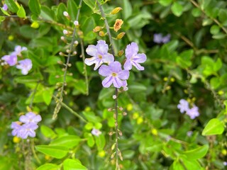 purple flowers in the garden