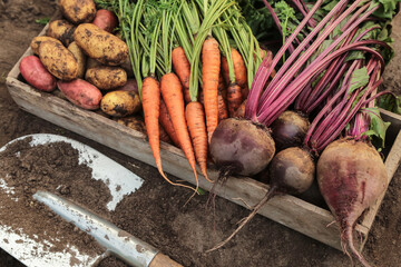Autumn fall harvest of organic fresh vegetables in wooden box on soil in garden with shovel....