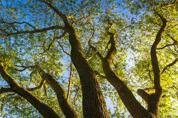 Obraz premium tree in autumn