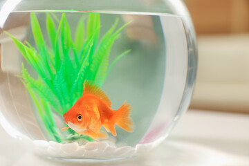 Gold fish swimming in aquarium with clean water on table indoors, closeup