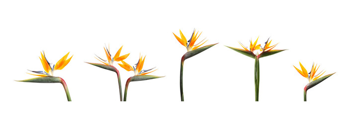 Obraz premium Bird of Paradise tropical flowers on white background, set