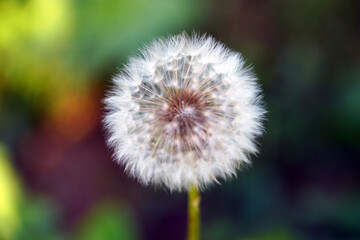 dandelion in the grass