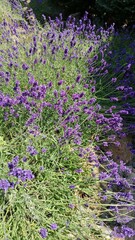 Obraz premium field of lavender