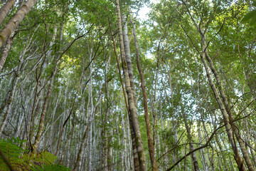 Looking up from ground level through the canopy of native trees, Snug Tiers