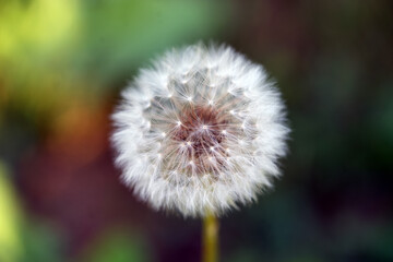 dandelion on green background