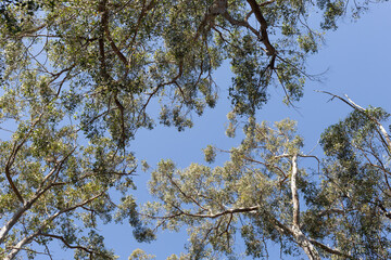 Looking up from ground level through the canopy of native trees, Snug Tiers