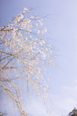 朝日を浴びて幻想的に浮かび上がる枝垂れ桜