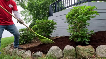 Senior Man Working in His Yard. A single mature man holds a rake and is spreading mulch in his back yard. He is dressed casually in yard work gear. A beautifully landscaped yard is in the background. - Powered by Adobe