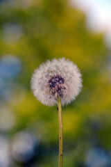 dandelion seed head