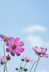 秋晴れの日の鮮やかなコスモスの花