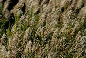 秋の陽射しを浴びて金色に輝くススキの穂