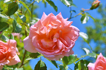 Peach-colored rose with shades of pink,orange, and light yellow colour