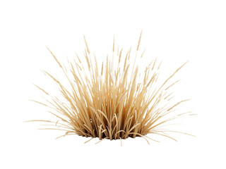 Dry grass clump, isolated on white background, natural lighting,grass,object,isolated