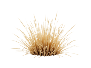 Dry grass clump, isolated on white background, natural lighting,grass,object,isolated