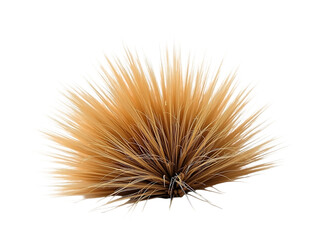 Dry grass clump, isolated on white background, natural lighting,grass,seed,tree