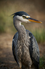Obraz premium Grey Heron Pointed Beak
