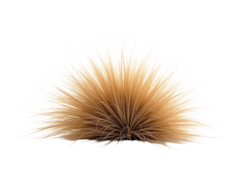 Dry grass clump, isolated on white background, natural lighting,nature,yellow,black