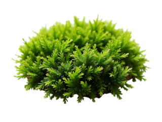 Green moss patch on dark ground, isolated on white background, soft texture detail,herb,isolated,object