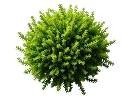 Green moss patch on dark ground, isolated on white background, soft texture detail,leaf,garden,flora - Powered by Adobe