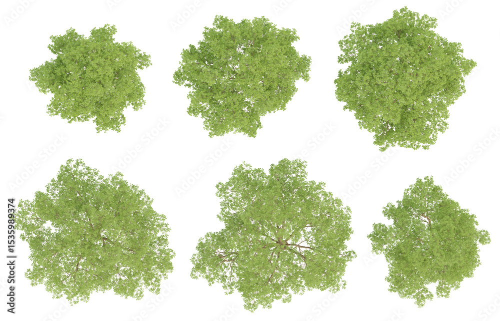 Wall mural top view set of 3d trees phellodendron amurense on transparent background