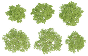 Top view set of 3d trees Phellodendron amurense on transparent background