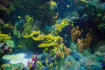Colorful corals in an aquarium inside the Sea World amusement park in Orlando, Florida, United States