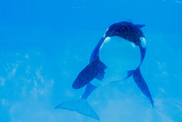 Performance show with Orca whales at Orca Encounter, Sea World, amusement park, Orlando, Florida, United States © Alexandre