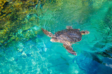 Turtle swimming inside the Sea World amusement park in Orlando, Florida, United States