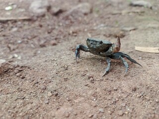 crab on the field 