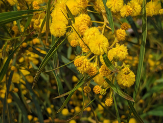 Close-up of vibrant yellow mimosa tree with fluffy round flowers in bloom and slender green leaves,...