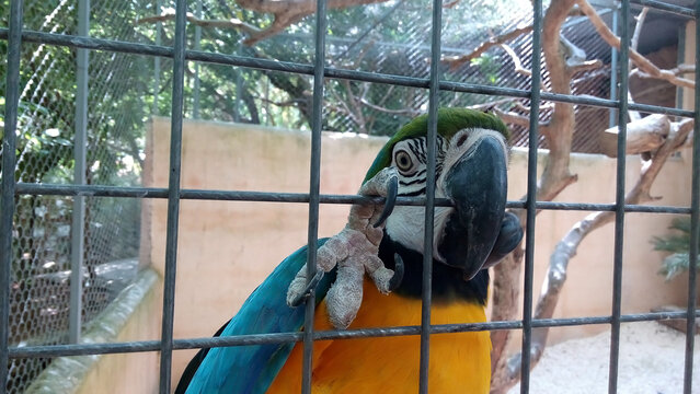 Playful colorful blue and yellow macaw playing and fooling around with tongue, beak and clinging to aviary fence at zoo in Santa Eug&egrave;nia, Mallorca. Summer activities, exotic birds, wildlife encounter.