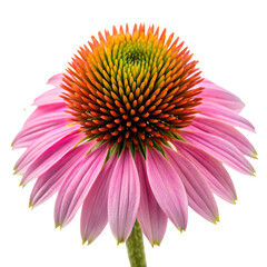 Obraz premium cone flower isolated on white background