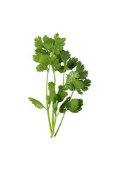 Fresh green coriander branches and leaves.