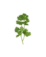 Fresh green coriander branches and leaves.