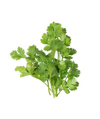 Fresh green coriander branches and leaves.