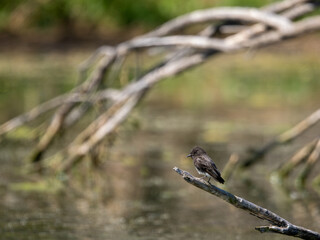 Black Phoebe