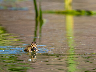 Mallard Duckling