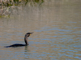 Neotropic Cormorant
