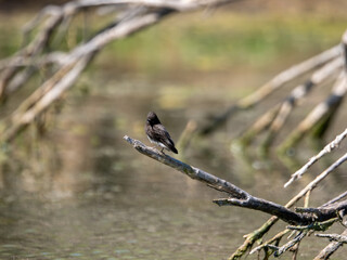 Black Phoebe