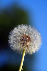 dandelion seed head