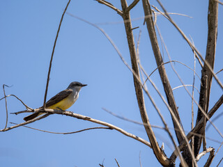 Northern Kingbird