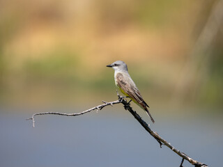 Northern Kingbird