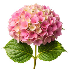 hydrangea flower isolated on white background