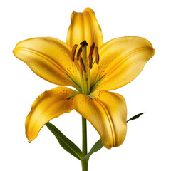 Obraz premium Vibrant yellow lily flower stands out with its elegant petals and striking stamen, symbolizing beauty and purity in nature. This stunning bloom captures attention and evokes sense of tranquility