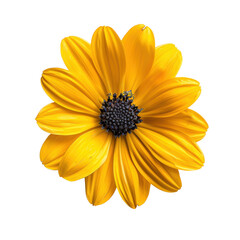 Obraz premium Vibrant yellow flower with large petals and dark center, showcasing its natural beauty and intricate details. This stunning bloom can brighten any setting and evoke feelings of joy and warmth